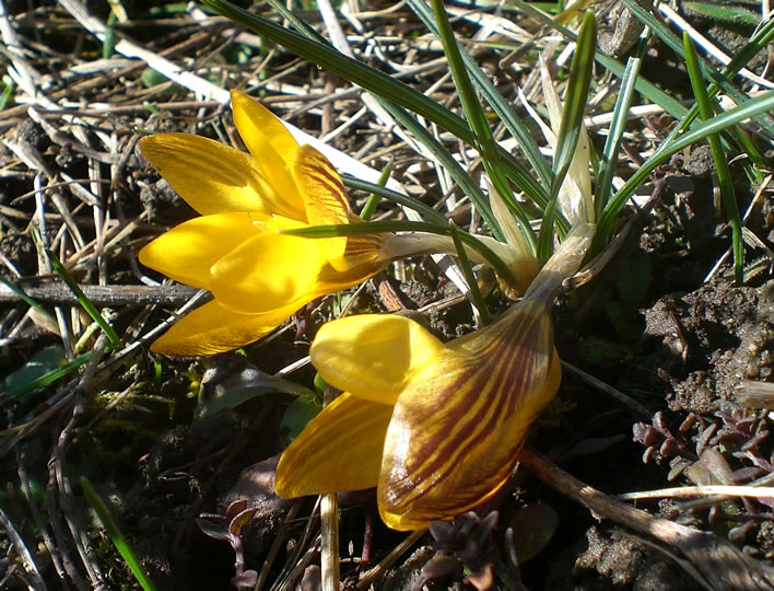 The crocus lays her cheek to mire.