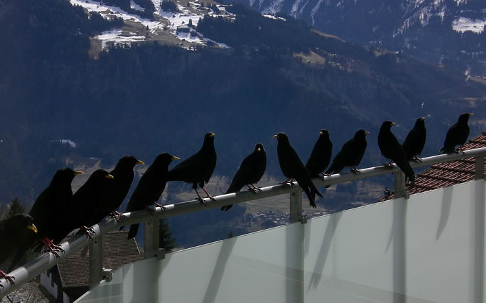 Alpine choughs