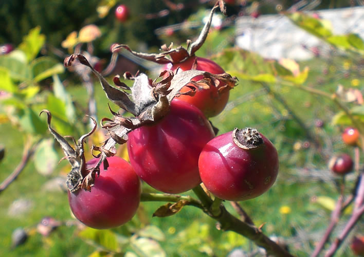 Rose-hips