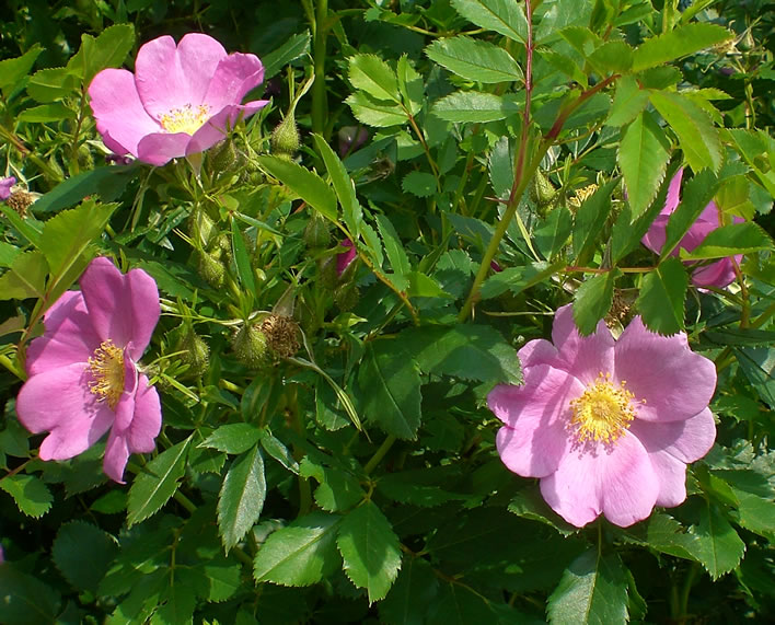 The briar rose (or one of its variants)