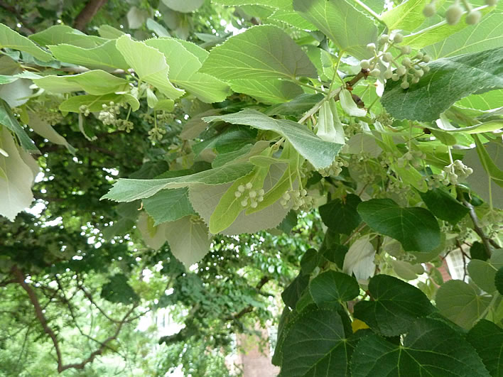 The silver lime tree
