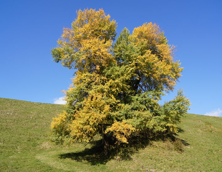 October creeps up on our solitary aspen.