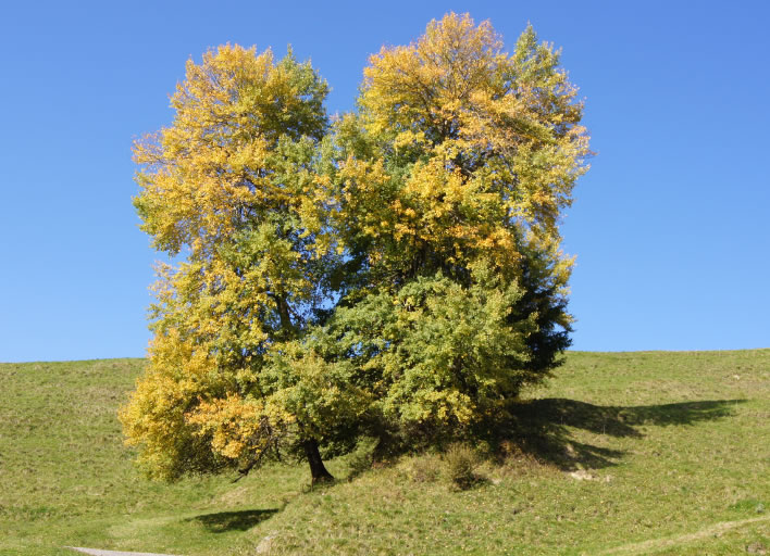A 'stand' of several trees that is characteristic of aspen varieties.