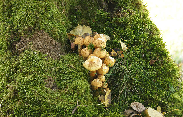 Aspen offer a rich habitat for many species of plant and animal, in this case fungi.