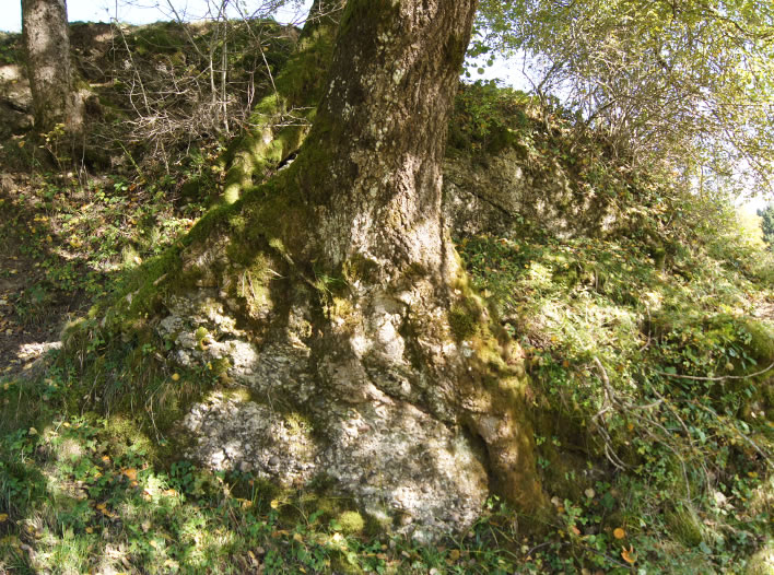 The aspen roots have wrapped themselves around the rock so tightly that the two can barely be distinguished from one another.