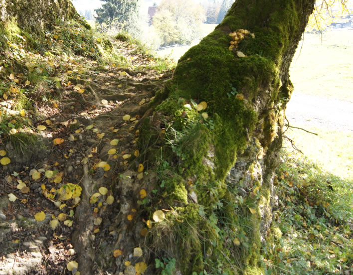 An aspen root cluster can live for thousands of years.