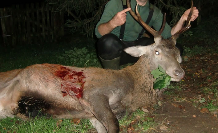 Rothirsch / Red deer stag