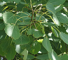 The leaves of the European Aspen, the 'trembling poplar'.