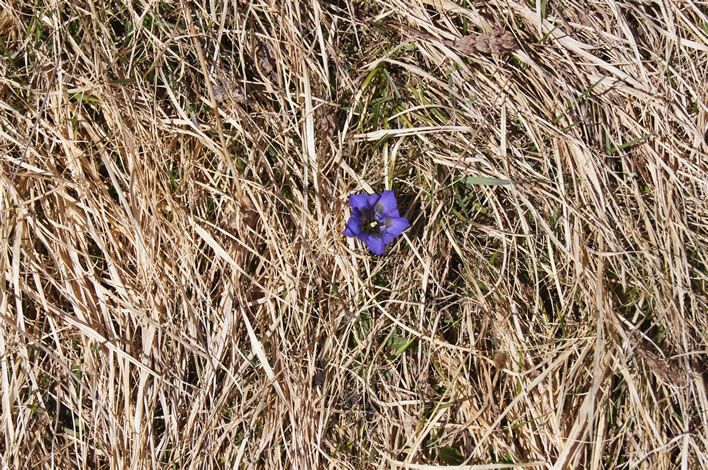 Gentian, Switzerland, 2022-04-28.