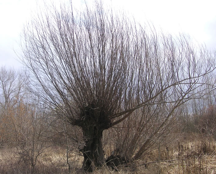 A coppiced willow