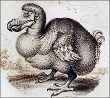 French dodo. I wonder what it tastes like.