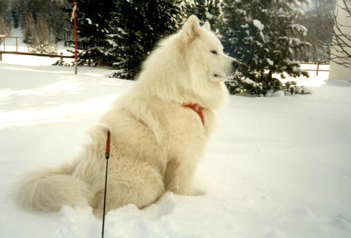 Yeti, snow dog