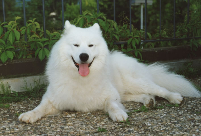 Yeti, smiling dog