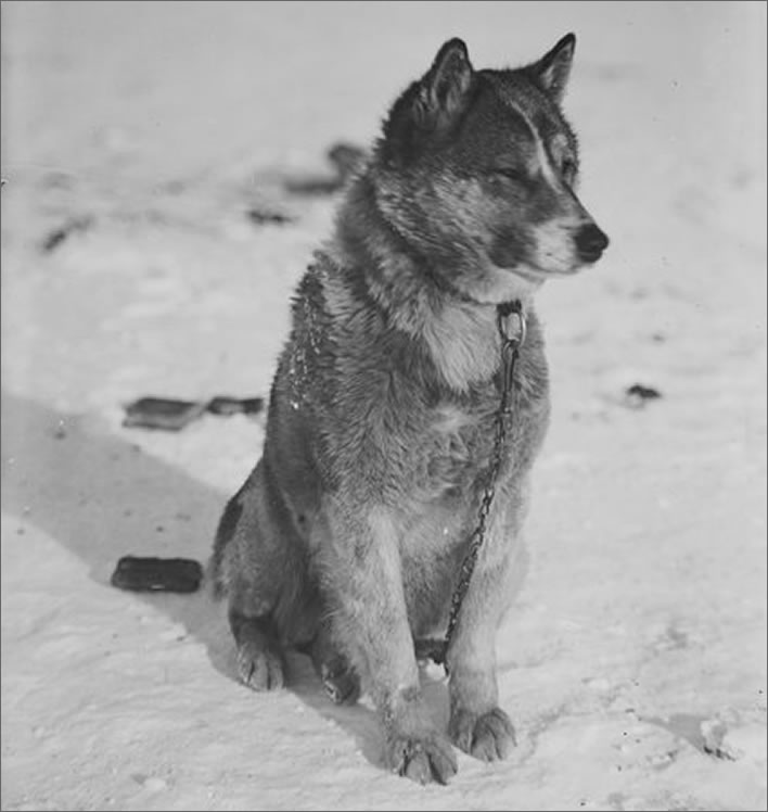 Terra Nova expedition: Krisravitza, the sledge dog who led Evans' rescue team.