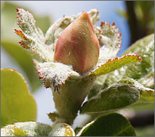 Quince blossom in May.
