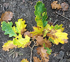 Autum oak leaves in Bradgate Park.