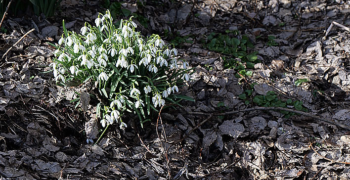 Mid-march snowdrops in the wasteland.