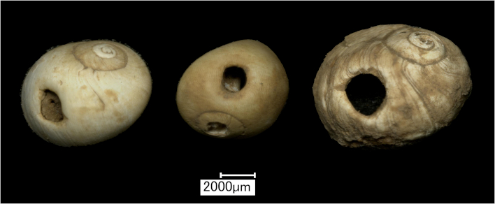 Perforated shell beads from Heaning Wood Bone Cave