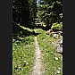 At the far end of the clearing the path proper begins. This is a track suitable only for humans and animals.